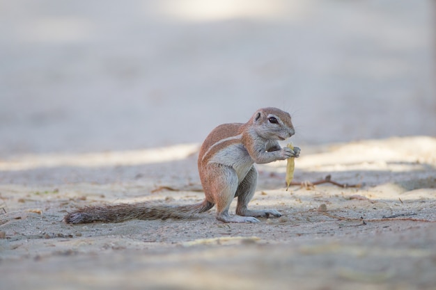 Nettes kleines Eichhörnchen, das auf der Mitte des sandbedeckten Bodens steht