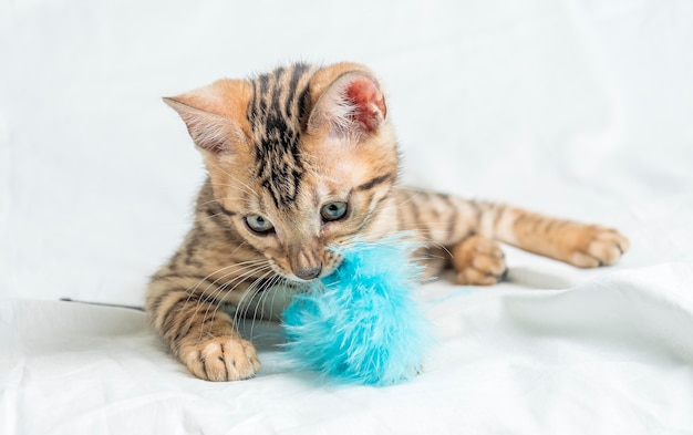 Nettes kleines gestreiftes Bengal-Kätzchen, das sitzt und mit einem blauen Spielzeug spielt