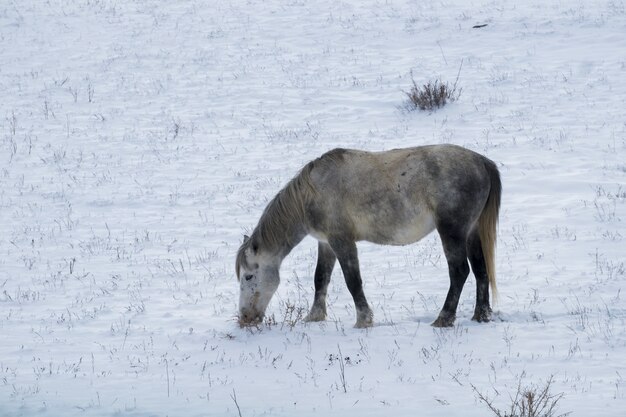 Nettes kleines Pferd auf dem verschneiten Feld während des Wintertages