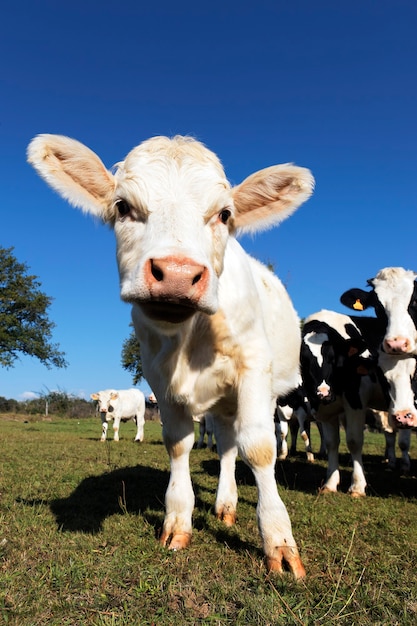 Nettes lustiges Kalb auf Ackerland im Sommer