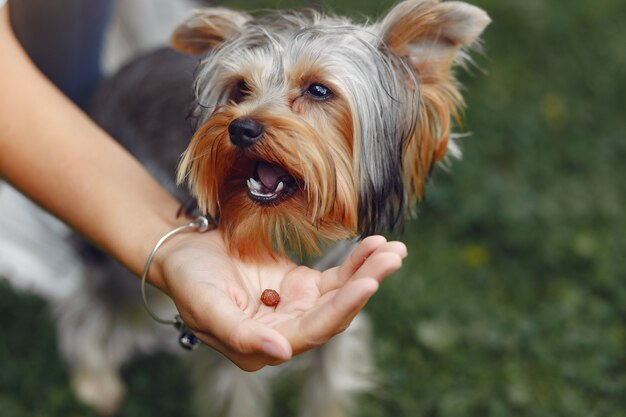 Nettes Mädchen, das mit kleinem Hund spielt