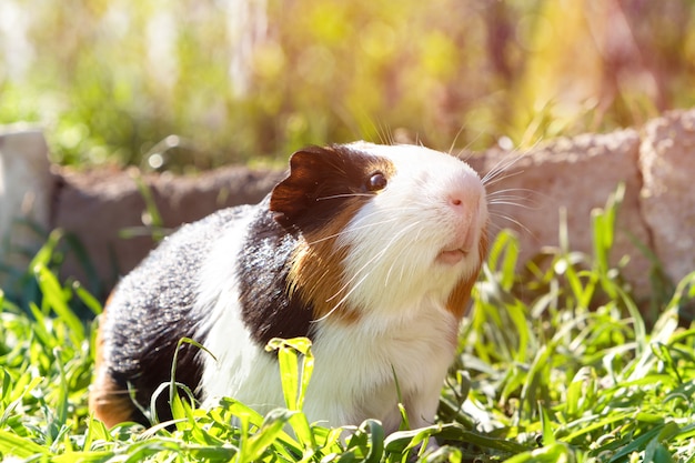 Nettes Meerschweinchen auf grünem Gras im Garten