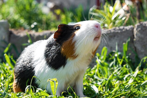 Nettes Meerschweinchen auf grünem Gras im Garten