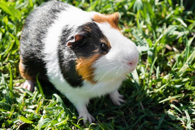 Nettes Meerschweinchen auf grünem Gras im Garten