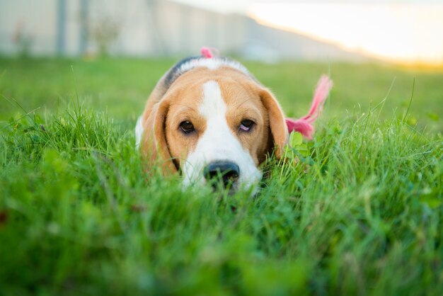 Nettes Spürhundporträt