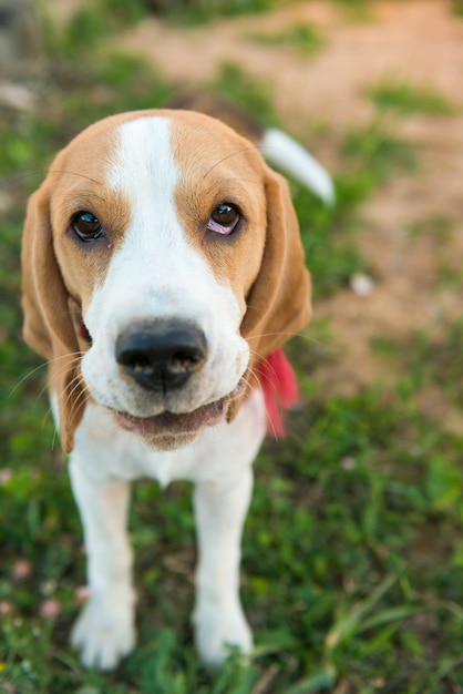 Nettes Spürhundporträt