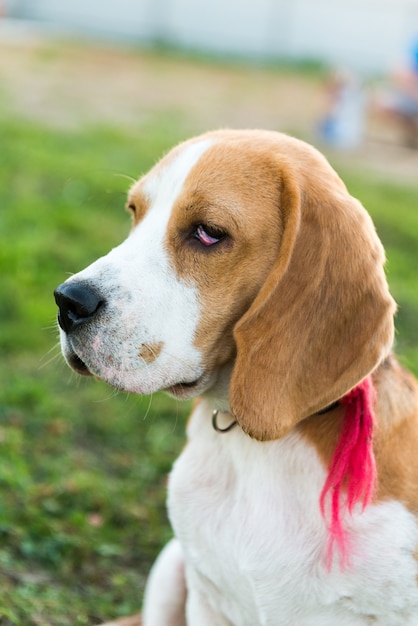 Kostenloses Foto nettes spürhundporträt