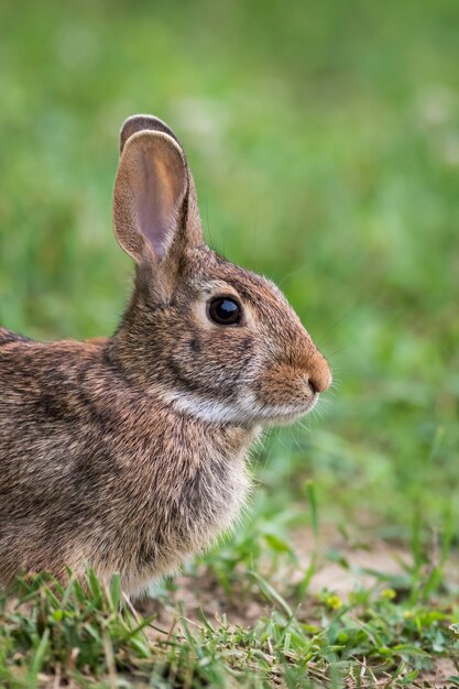 Nettes und entzückendes braunes Kaninchen, das auf dem Gras sitzt