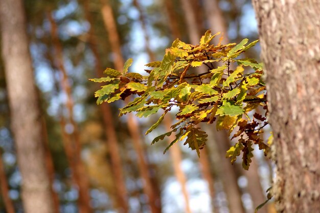 Kostenloses Foto neues blatt in sprin