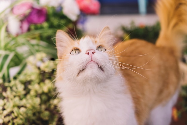 Kostenloses Foto neugierige katze im garten