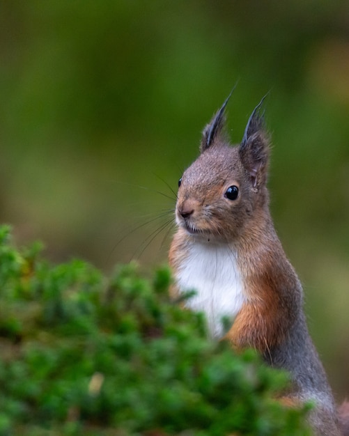 Kostenloses Foto neugieriges eichhörnchen, das hinter moos hervorlugt.