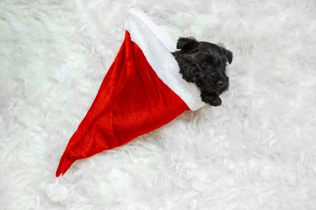 Neujahrsgeschenk. Scottish Terrier Welpe in Santa's Mütze. Nettes schwarzes Hündchen oder Haustier, das mit Weihnachtsdekoration spielt. Sieht süß aus. Fotoshooting im Studio. Konzept der Feiertage, festliche Zeit, Winterstimmung.