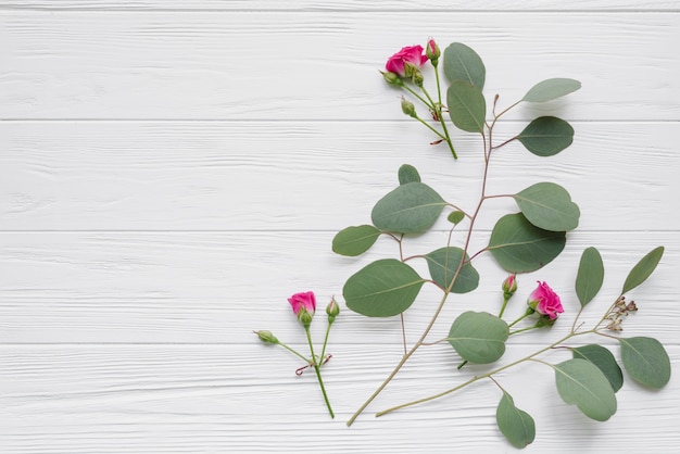 Niederlassungen und Blumen auf Weiß