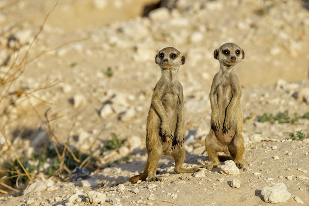 Kostenloses Foto niedliche erdmännchen von suricat in einem wüstengebiet tagsüber