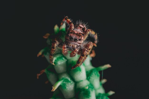 Niedliche springende Spinne auf einer Zimmerpflanze