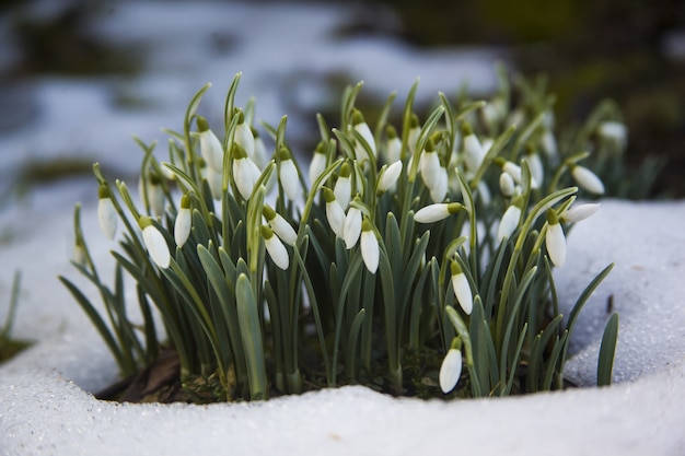 Niedliche weiße Schneeglöckchenblumen in einem schneebedeckten Boden - der Beginn eines Frühlings