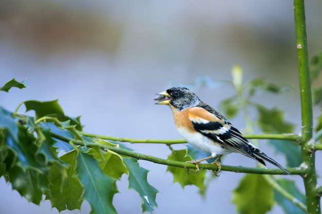 Kostenloses Foto niedlicher brambling vogel, der auf einem ast sitzt
