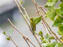 Kostenloses Foto niedlicher exotischer vogel, der auf einem ast in der mitte eines waldes steht