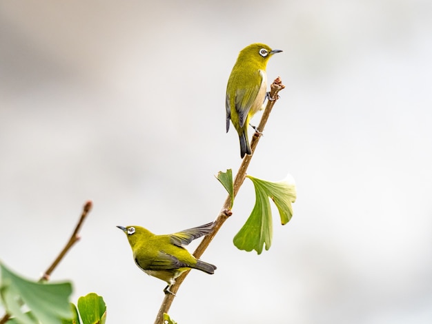 niedlicher exotischer Vogel, der auf einem Ast in der Mitte eines Waldes steht