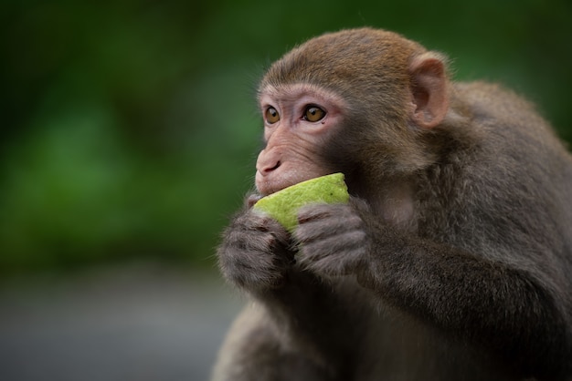 Niedlicher Rhesus-Makaken (Macaca Mulatta) Affe isst