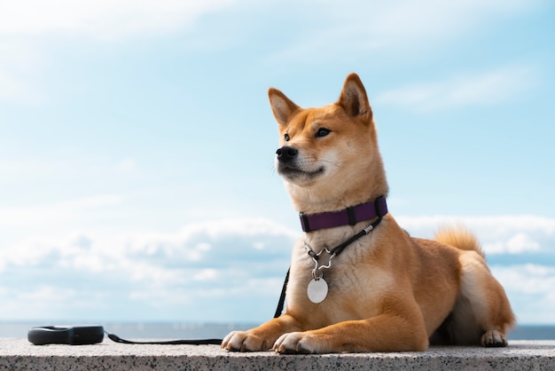 Niedlicher shiba inu hund des niedrigen winkels