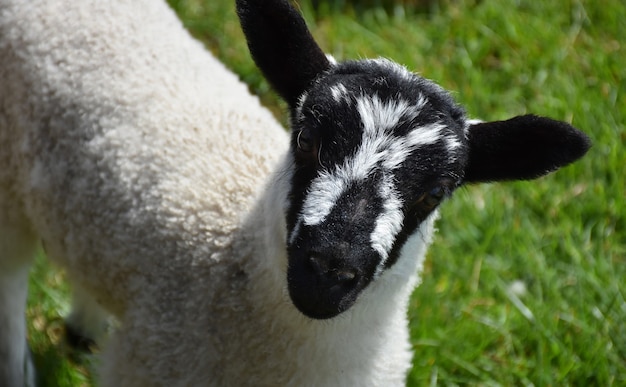 Niedliches Beulah gesprenkeltes Gesichtslamm mit einem schwarz-weiß gesprenkelten Gesicht.