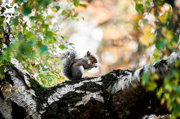niedliches Eichhörnchen, das auf dem moosigen Baumstamm mit unscharfem Hintergrund sitzt