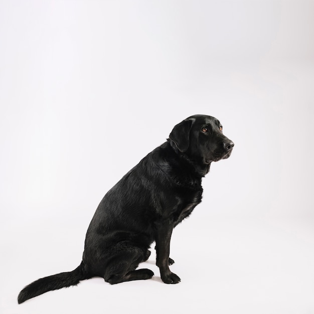 Niedliches schwarzes Labrador
