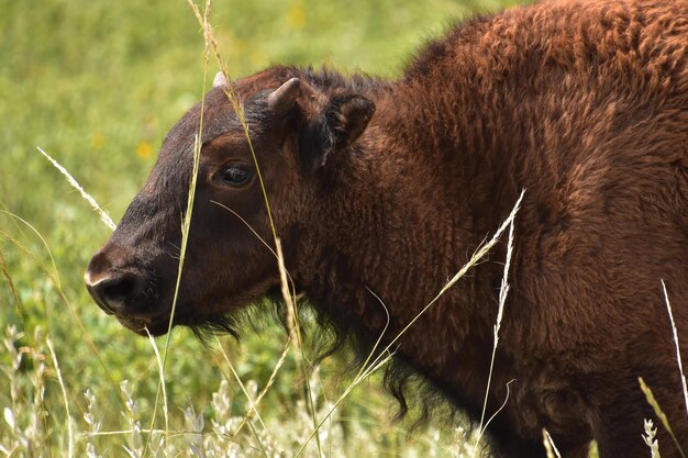 Niedliches Seitenprofil eines amerikanischen Bisons, der im ländlichen South Dakota steht