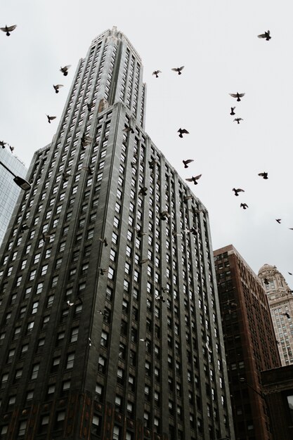 Niedrig abgewinkelter Schuss eines Wolkenkratzers in Chicago mit Tauben, die in der Nähe fliegen