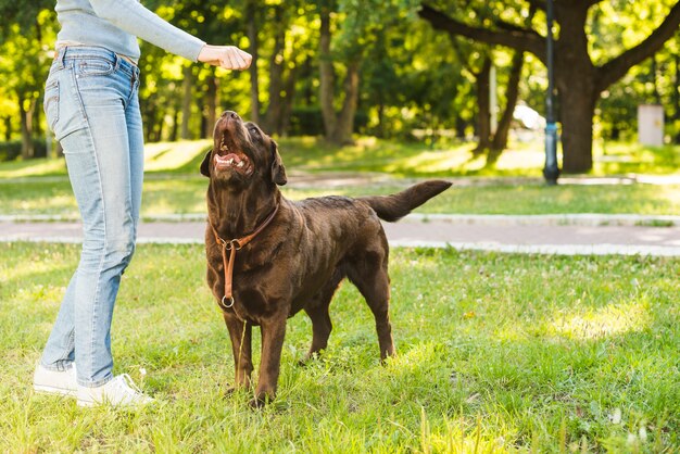 Niedrige Schnittansicht einer Frau, die mit ihrem Hund im Park spielt