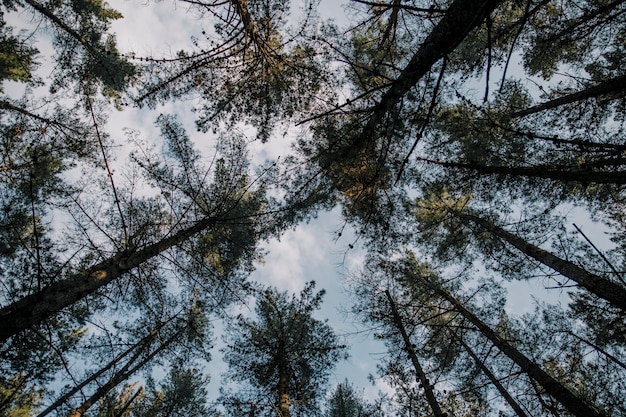 Kostenloses Foto niedrige schnittansicht von hohen bäumen gegen himmel