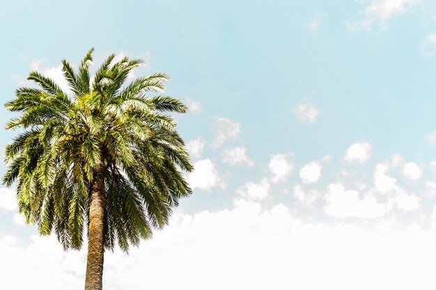 Niedrige Winkelsicht einer Palme gegen blauen Himmel