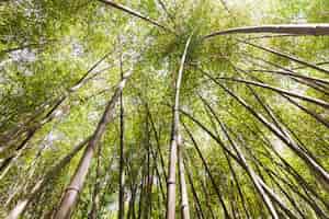 Kostenloses Foto niedrige winkelsicht von hohen bambusbäumen
