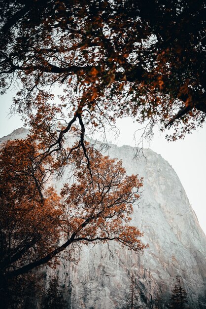 Niedrige Winkelszene von Bäumen mit orangefarbenen Blättern im Herbst mit einem nebligen Felsen im Hintergrund