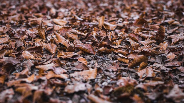 Niedriger Blickwinkel auf die schlammigen gelben Blätter auf dem Boden, gemischt mit Holzstäbchen im Herbst