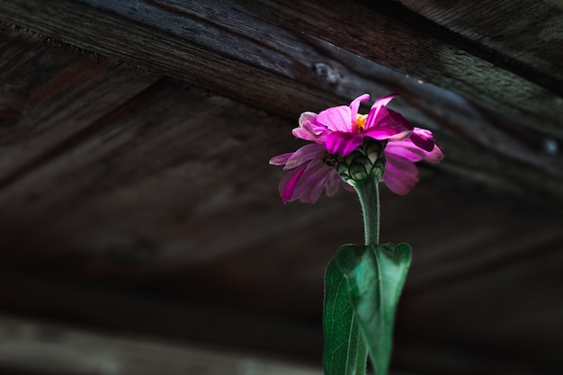 Niedriger Winkel Nahaufnahme Schuss einer Blume mit lila Blütenblättern
