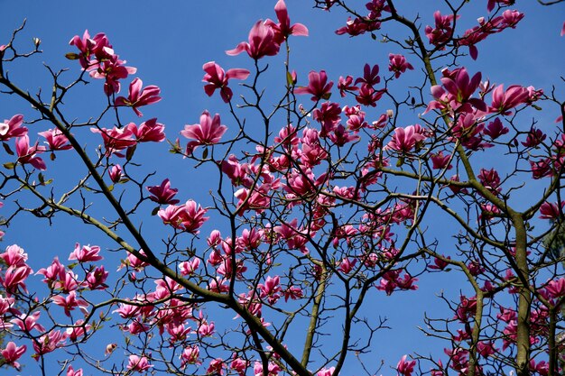 Niedriger Winkelschuss der schönen blühenden Blumen des rosa Blütenblatts auf einem Baum unter dem schönen blauen Himmel