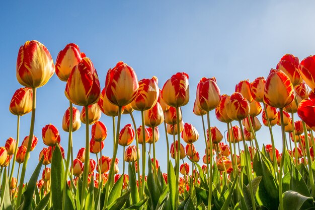 Niedriger Winkelschuss des roten und gelben Blumenfeldes mit einem blauen Himmel in der