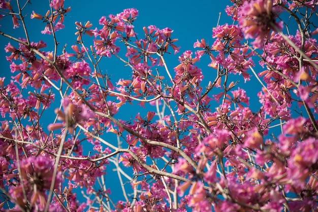 Niedriger Winkelschuss einer schönen Kirschblüte mit einem klaren blauen Himmel