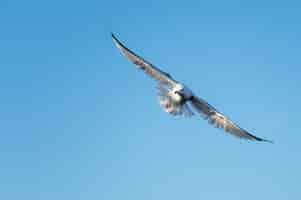 Kostenloses Foto niedriger winkelschuss einer schönen möwe, die auf dem blauen hintergrund fliegt