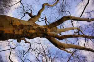 Kostenloses Foto niedriger winkelschuss eines alten blattlosen baumes unter einem schönen bewölkten himmel