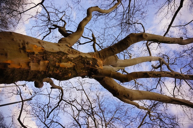 Niedriger Winkelschuss eines alten blattlosen Baumes unter einem schönen bewölkten Himmel