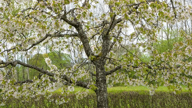 Niedriger Winkelschuss eines Baumes, der während des Frühlings blüht