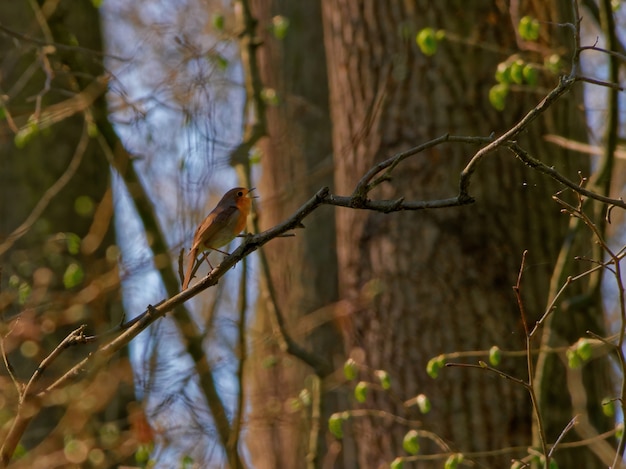 Niedriger Winkelschuss eines europäischen Rotkehlchens, das auf einem Ast in einem Wald thront