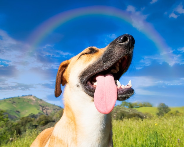 Niedriger Winkelschuss eines niedlichen Hundes, der unter dem Regenbogen im blauen Himmel gefangen genommen wird