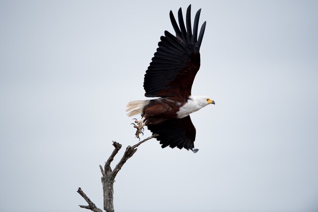 Niedriger Winkelschuss eines schönen Adlers, der in den Himmel fliegt