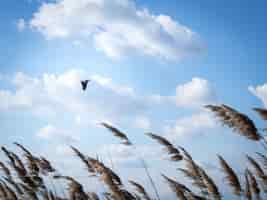 Kostenloses Foto niedriger winkelschuss eines vogels, der tagsüber unter einem bewölkten himmel fliegt