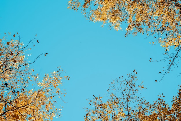 Niedriger Winkelschuss von gelbblättrigen Bäumen mit einem blauen Himmel im Hintergrund