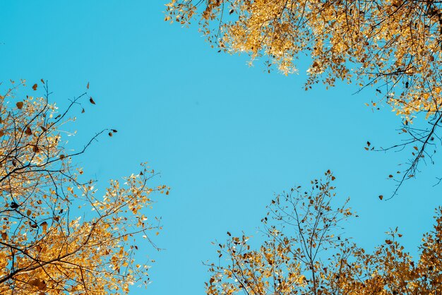 Niedriger Winkelschuss von gelbblättrigen Bäumen mit einem blauen Himmel im Hintergrund